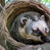 Coati