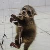 Animais silvestres são resgatados pelo Zoológico Municipal de Canoas