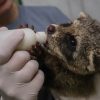 Animais silvestres são resgatados pelo Zoológico Municipal de Canoas