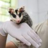 Animais silvestres são resgatados pelo Zoológico Municipal de Canoas