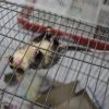 Animais silvestres são resgatados pelo Zoológico Municipal de Canoas