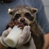 Animais silvestres são resgatados pelo Zoológico Municipal de Canoas