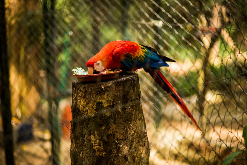 Arara Mini Zoo de Canoas