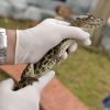 Jacaré-de-papo-amarelo encontrado em Canoas é resgatado pelo Mini Zoo