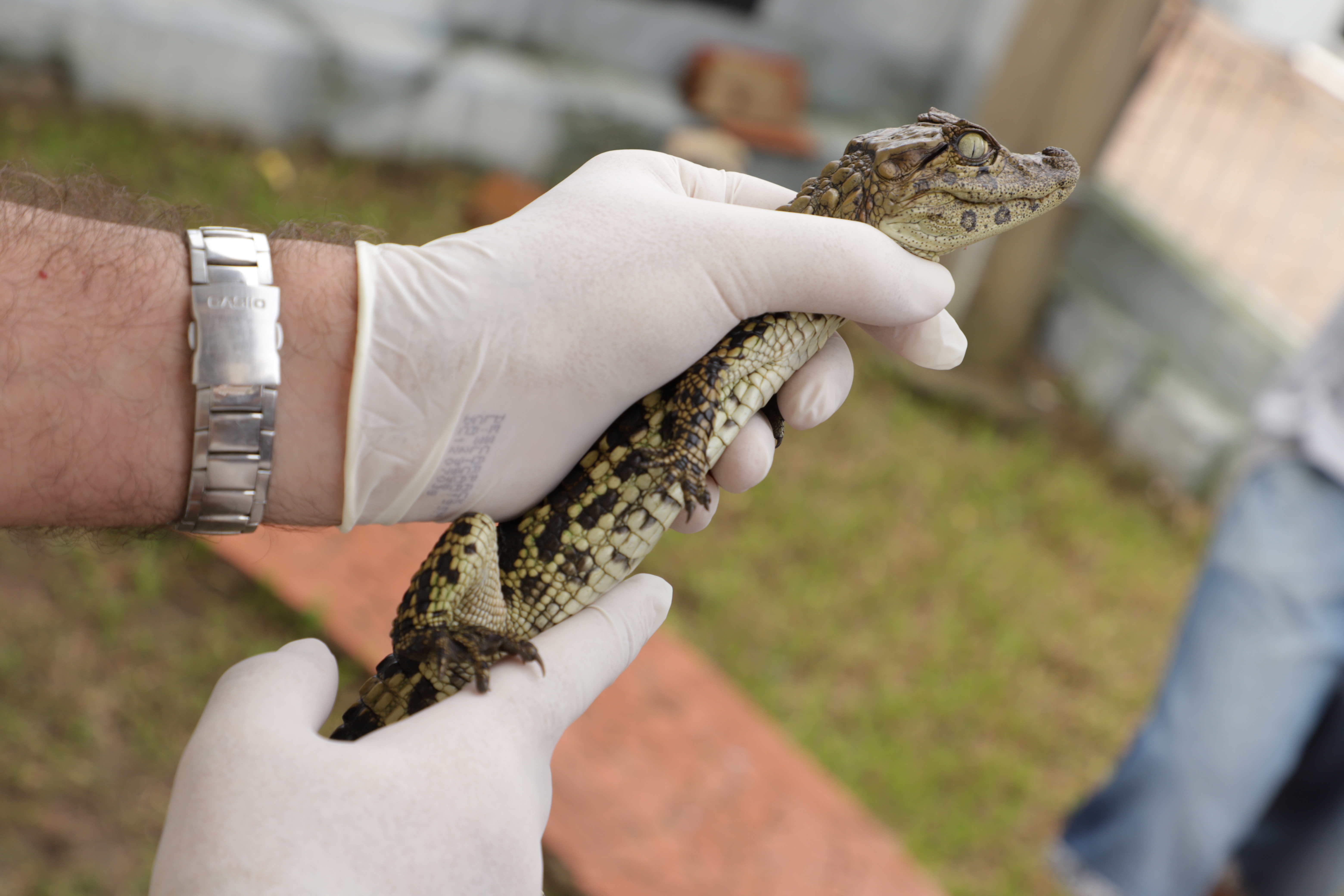 Jacaré-de-papo-amarelo encontrado em Canoas é resgatado pelo Mini Zoo