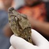 Jacaré-de-papo-amarelo encontrado em Canoas é resgatado pelo Mini Zoo