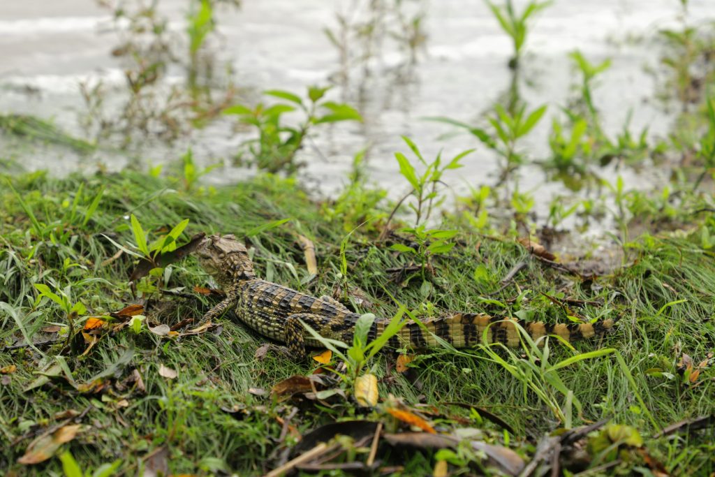 filhote de jacaré encontrado no centro de Canoas