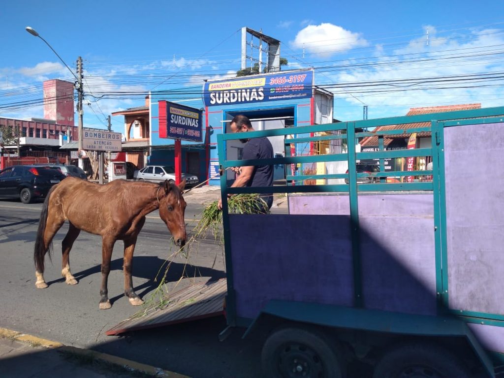 Animais foram atendidos pelo grupo de trabalho do programa Canoas Sem Carroças