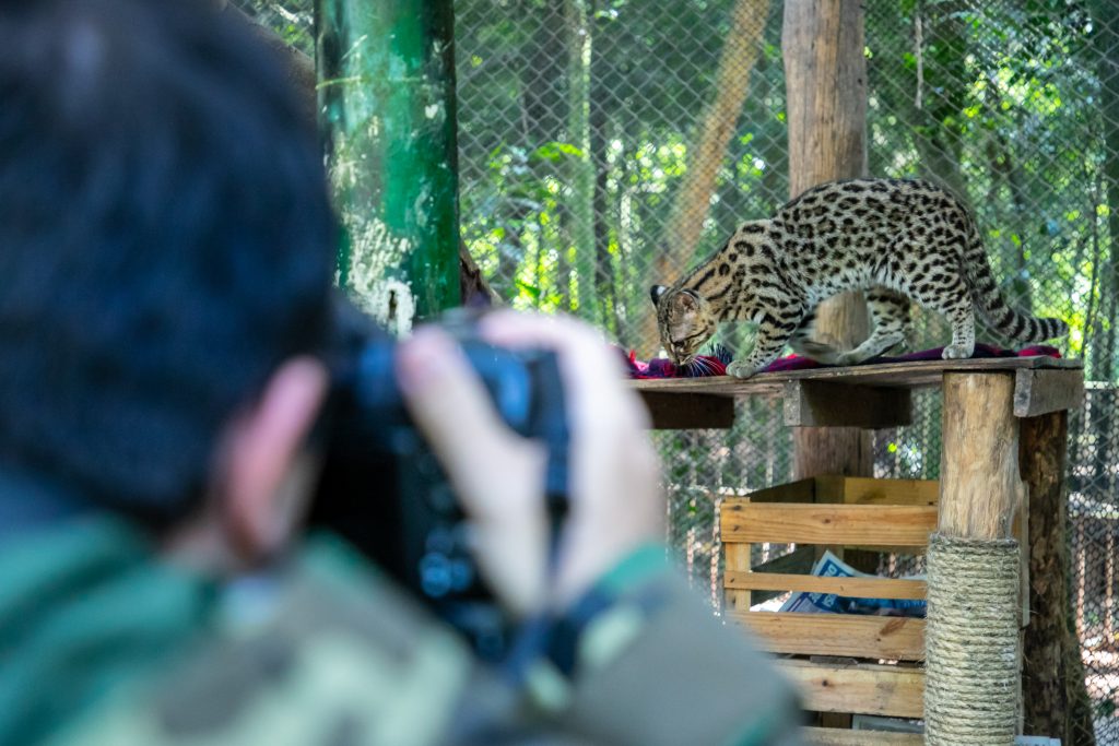 Fotógrafo Paulo Behar está na cidade colhendo material para o manifesto intitulado Felinos do Brasil