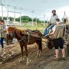 Nesta terça-feira (29), o Centro de Bem-Estar Animal (CBEA) em parceria com a Secretaria Municipal de Transporte e Mobilidade (SMTM) e a Guarda Municipal realizou mais uma Blitz de Proteção Animal, desta vez no Loteamento Prata, no bairro Fátima. A ação teve o objetivo de fiscalizar o estado de saúde dos cavalos que passavam pelo local.