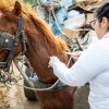 Nesta terça-feira (29), o Centro de Bem-Estar Animal (CBEA) em parceria com a Secretaria Municipal de Transporte e Mobilidade (SMTM) e a Guarda Municipal realizou mais uma Blitz de Proteção Animal, desta vez no Loteamento Prata, no bairro Fátima. A ação teve o objetivo de fiscalizar o estado de saúde dos cavalos que passavam pelo local.