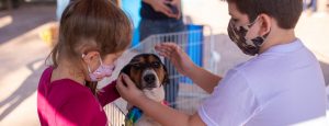 Direitos dos Animais - Prestação de Contas 2021