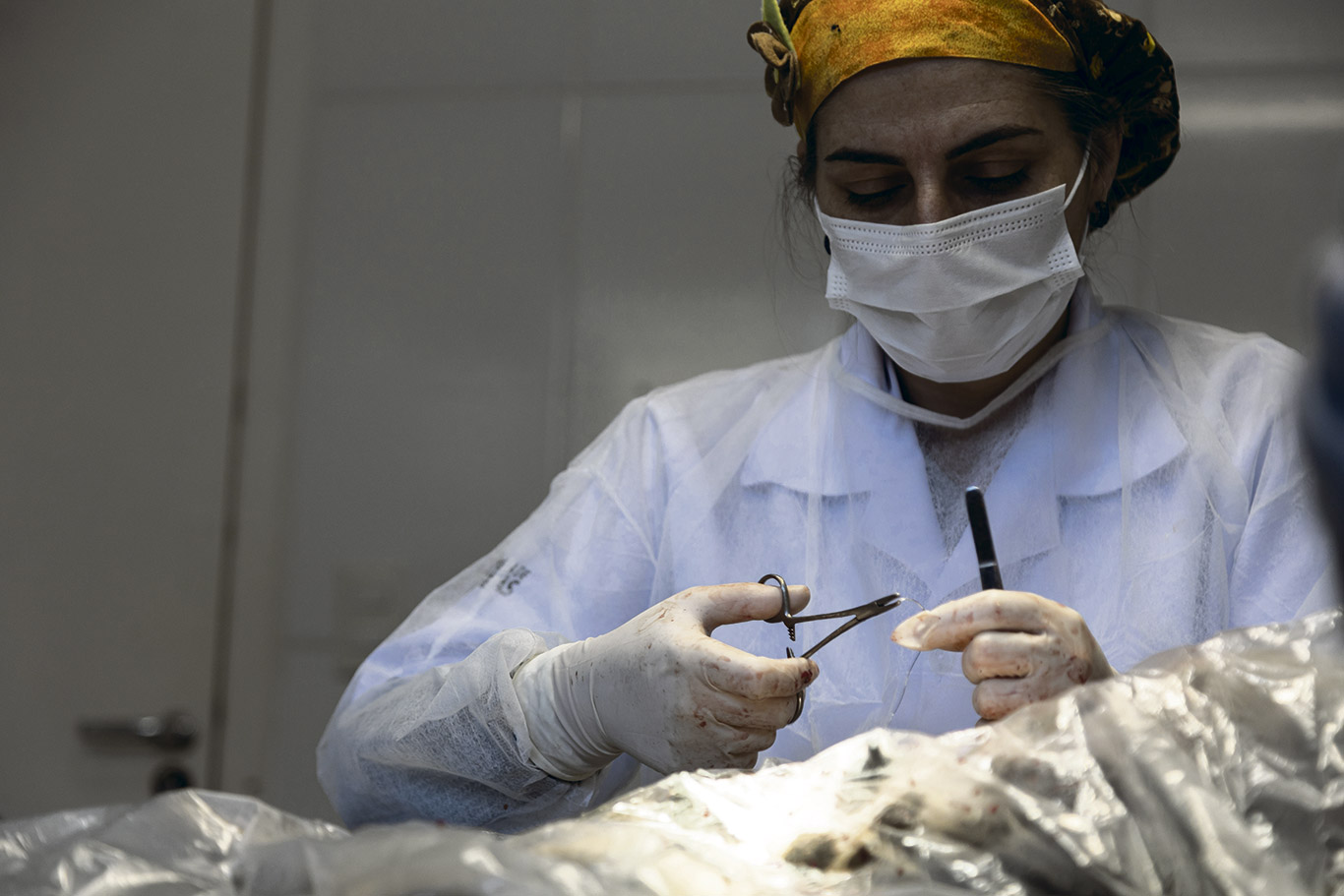 Cirurgias Veterinárias - Prestação de Contas 2021