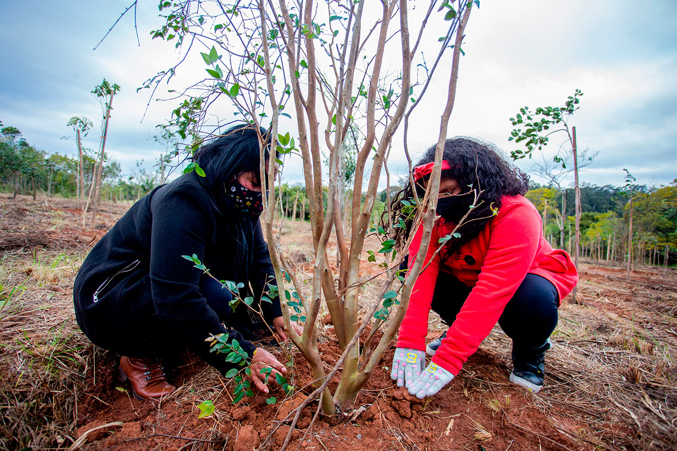 Bosque da Saudade - Prestação de Contas 2021