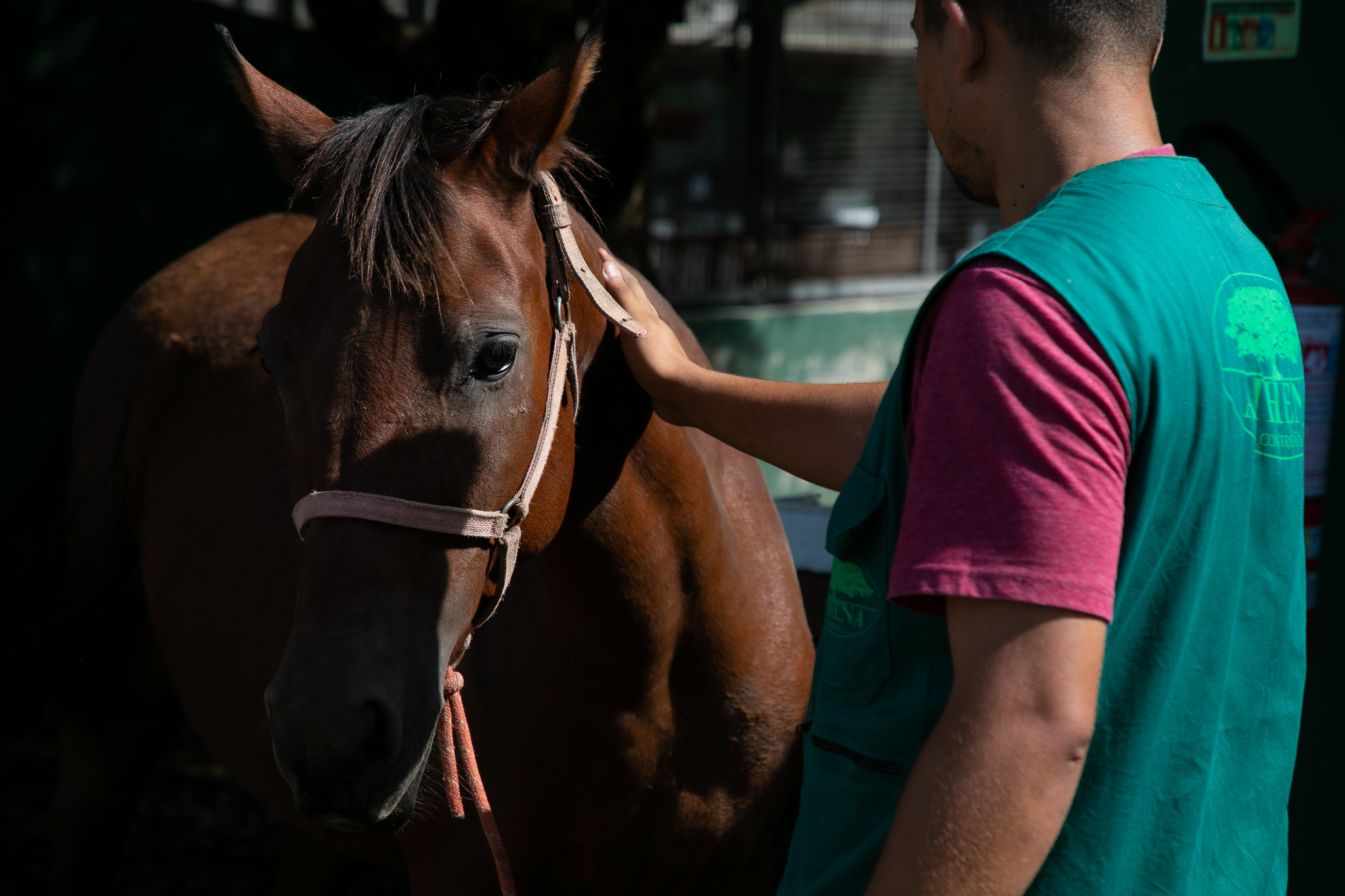 Saiba o que é necessário para ter um cavalo como animal de