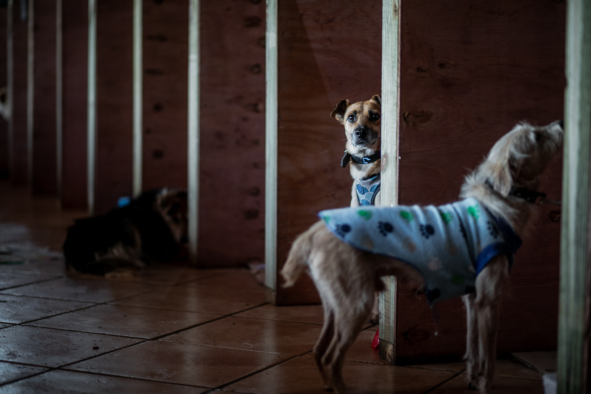 Doações para pets