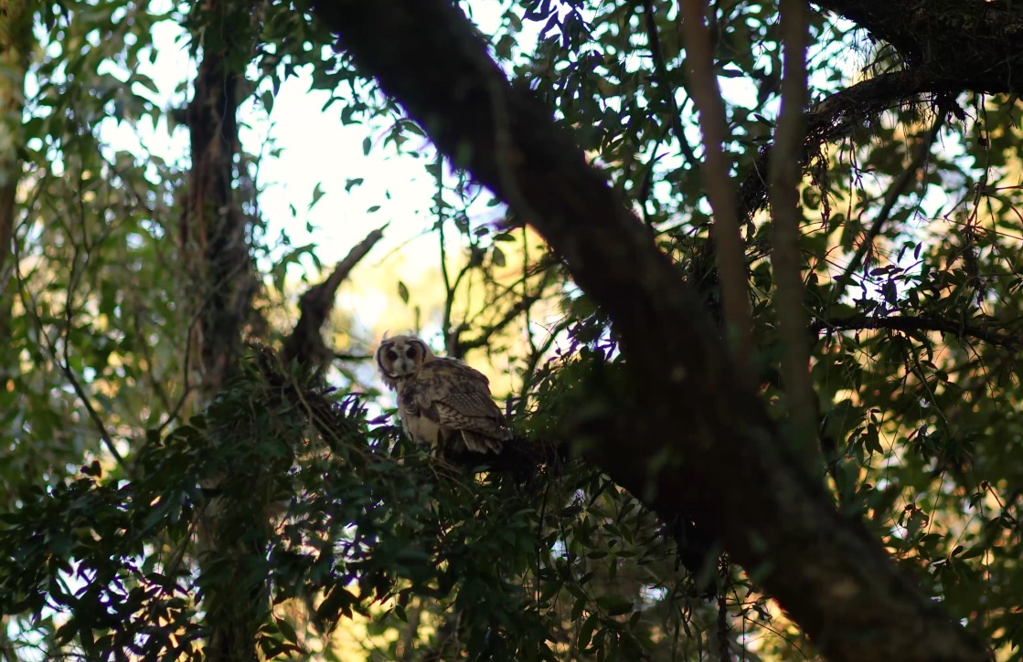 Coruja reabilitada no MiniZoo de Canoas é devolvida à natureza