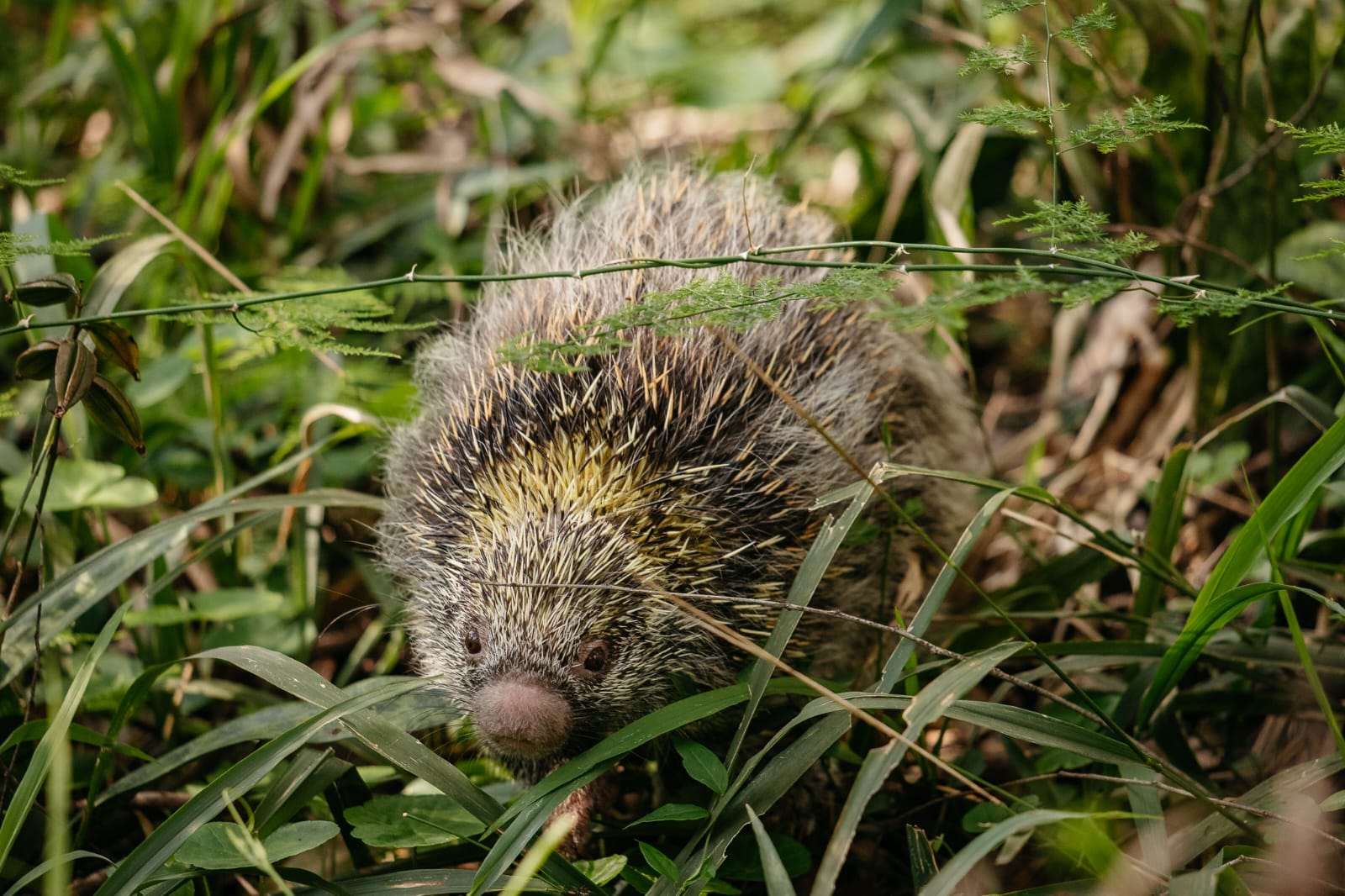 Ouriço-cacheiro e gambá-de-orelha-branca retornam à natureza após tratamento em Canoas