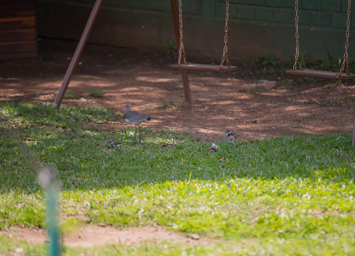 Família de quero-queros faz ninho em pracinha de escola infantil em Canoas